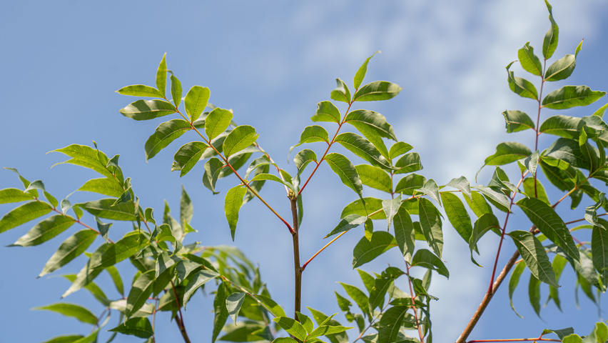 Pistacia chinensis листья