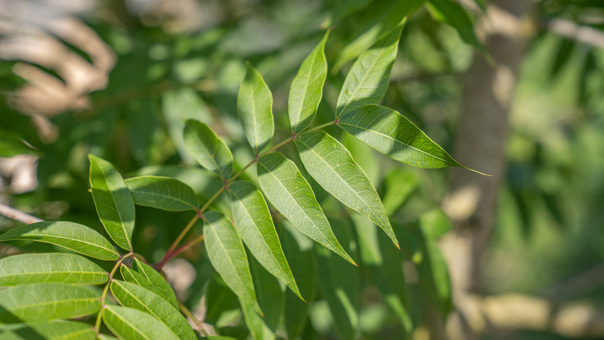 Pistacia chinensis листья