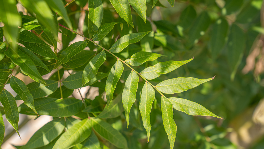 Pistacia chinensis листья