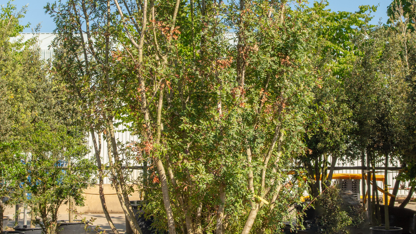 Pistacia chinensis Многоствольные деревья