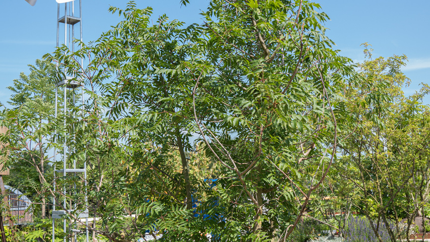 Pistacia chinensis Многоствольные деревья