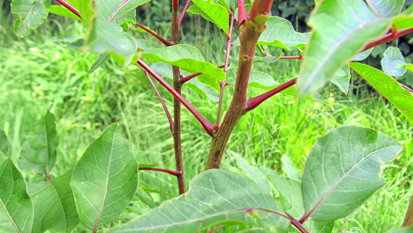 Pistacia chinensis ветви