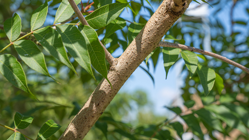 Pistacia chinensis ветви