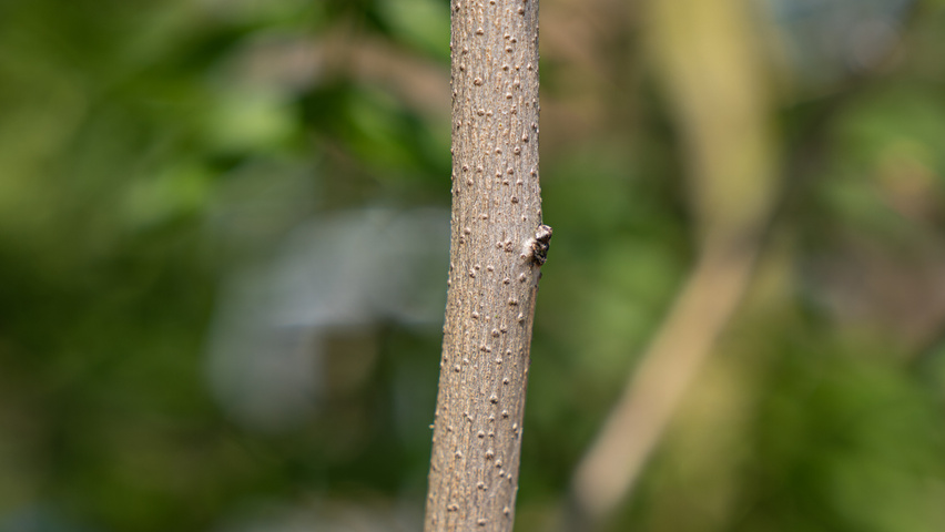 Pistacia chinensis ветви