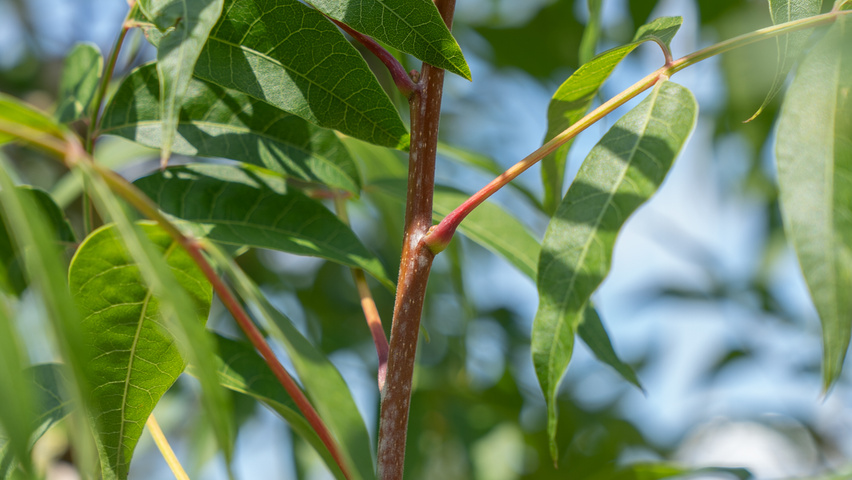 Pistacia chinensis ветви