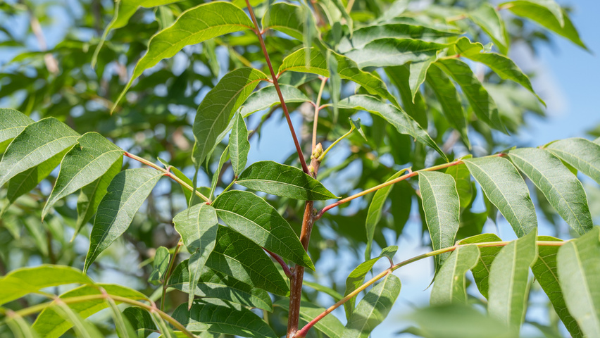 Pistacia chinensis ветви