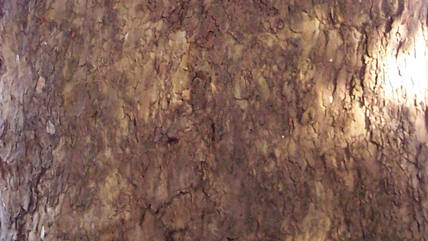 Platanus occidentalis кора