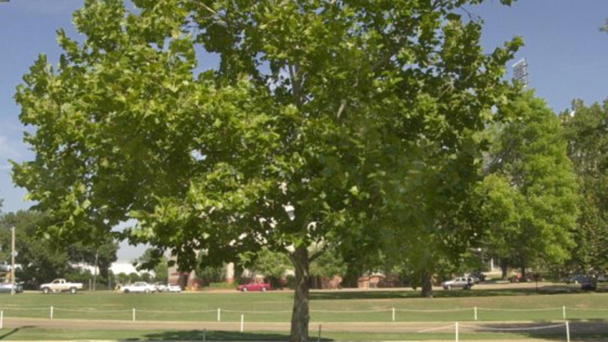 Platanus occidentalis Деревья с высоким стволом (стандарт)