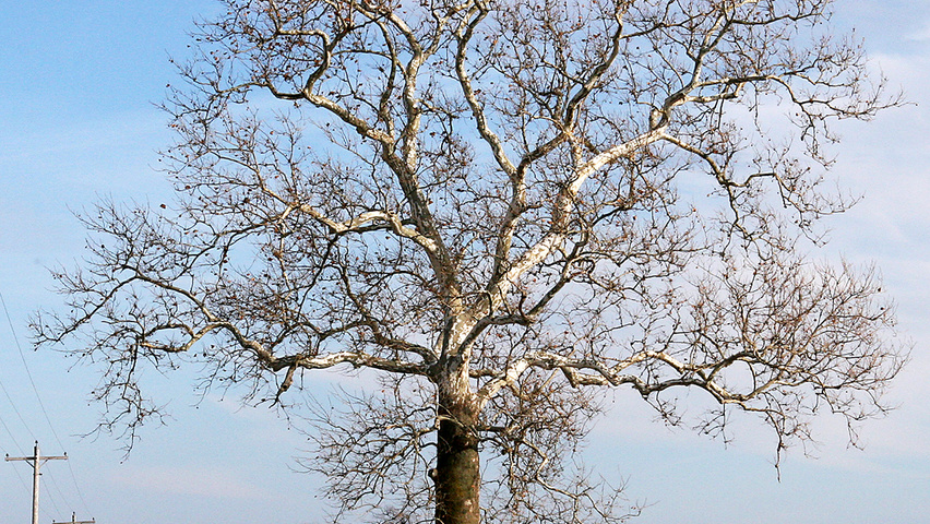 Platanus occidentalis Деревья с высоким стволом (стандарт)