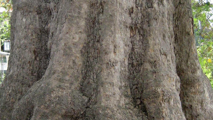 Platanus orientalis Rinden