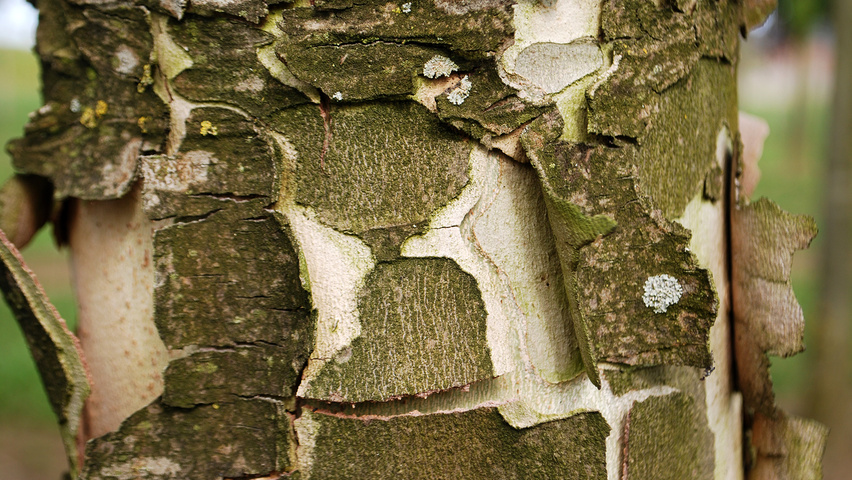 Platanus orientalis 'Digitata' Rinden