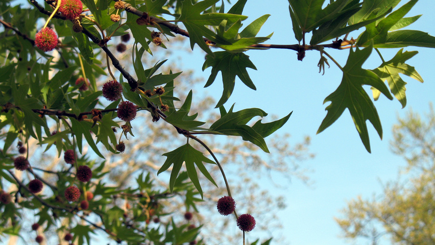 Platanus orientalis 'Digitata' Blumen