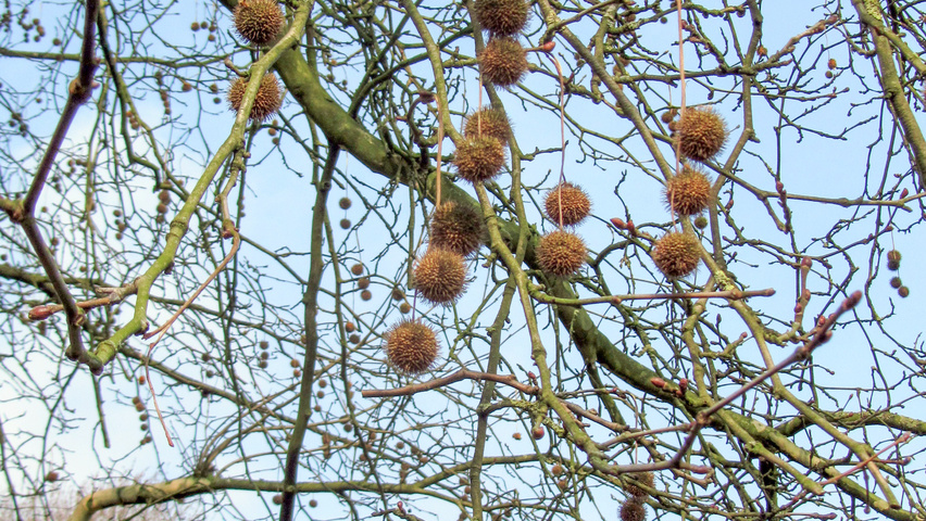 Platanus orientalis 'Digitata' Frucht