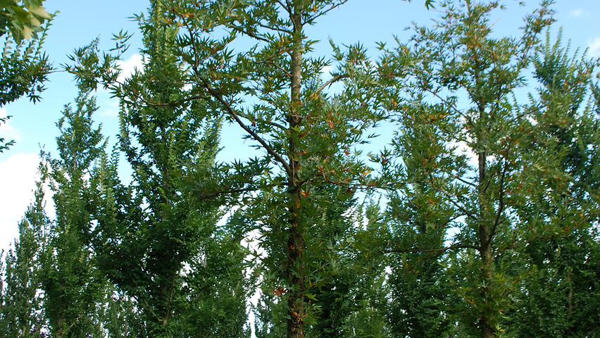 Platanus orientalis 'Digitata' hochstämmig