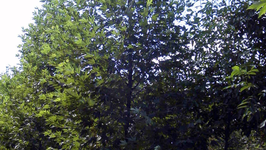 Platanus orientalis 'Digitata' hochstämmig