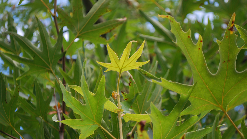 Platanus orientalis 'Digitata' Blatt