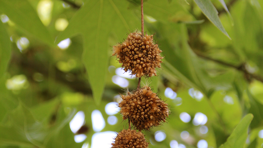 Platanus orientalis Frucht