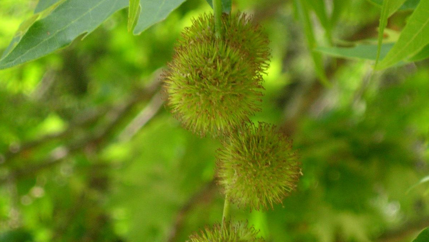 Platanus orientalis Frucht