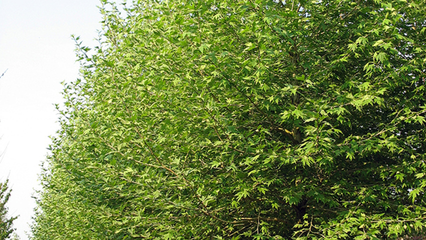 Platanus orientalis hochstämmig