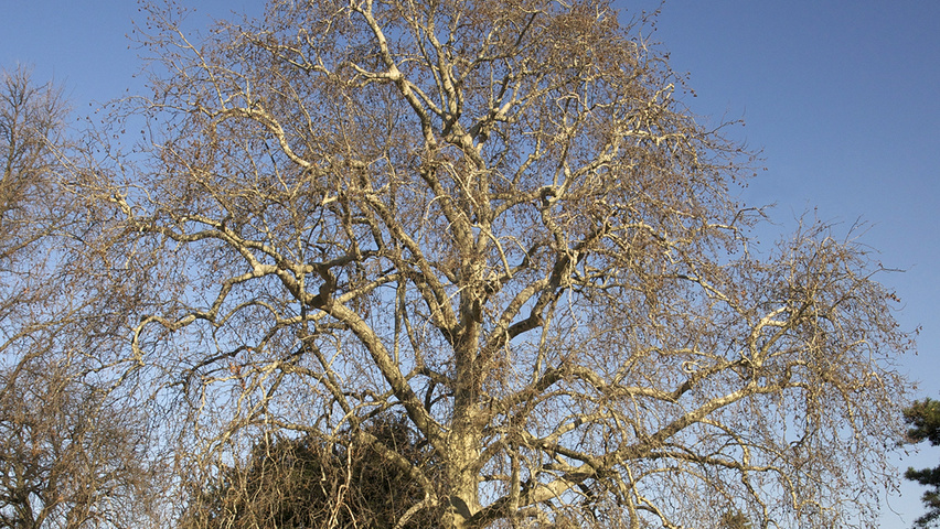 Platanus orientalis hochstämmig