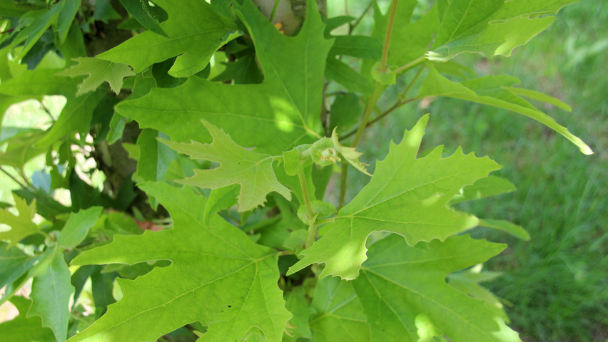 Platanus orientalis Blatt