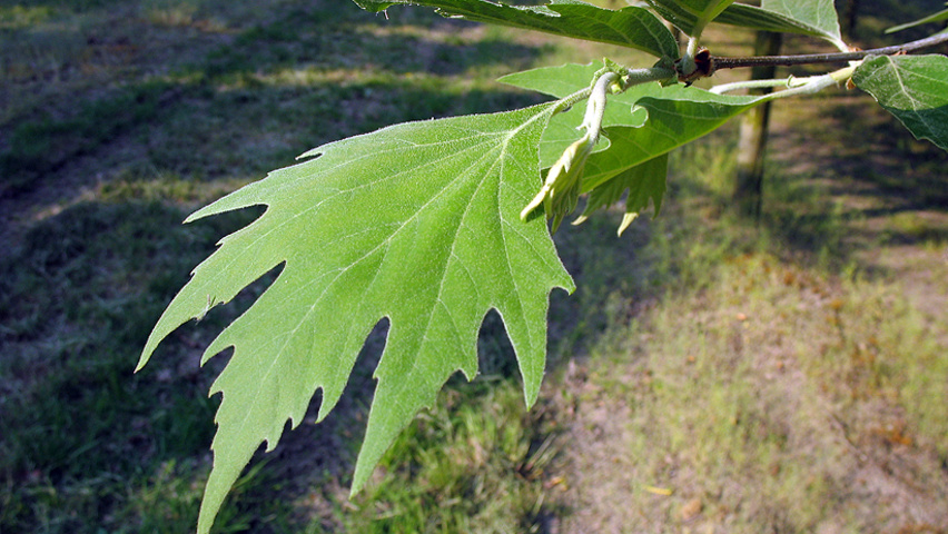 Platanus orientalis Blatt