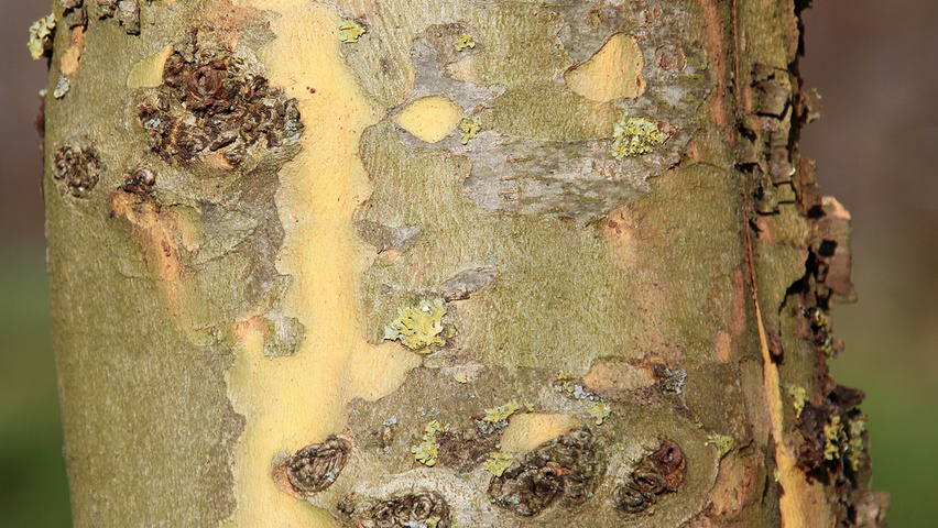 Platanus orientalis 'Minaret' kora