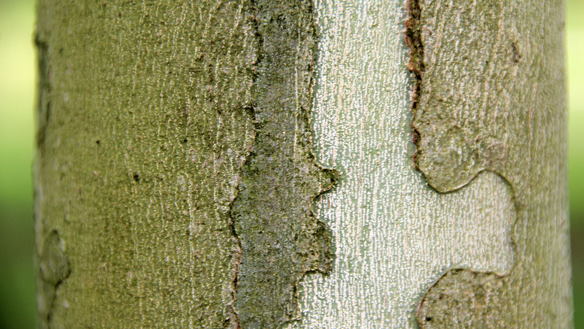 Platanus orientalis 'Minaret' kora