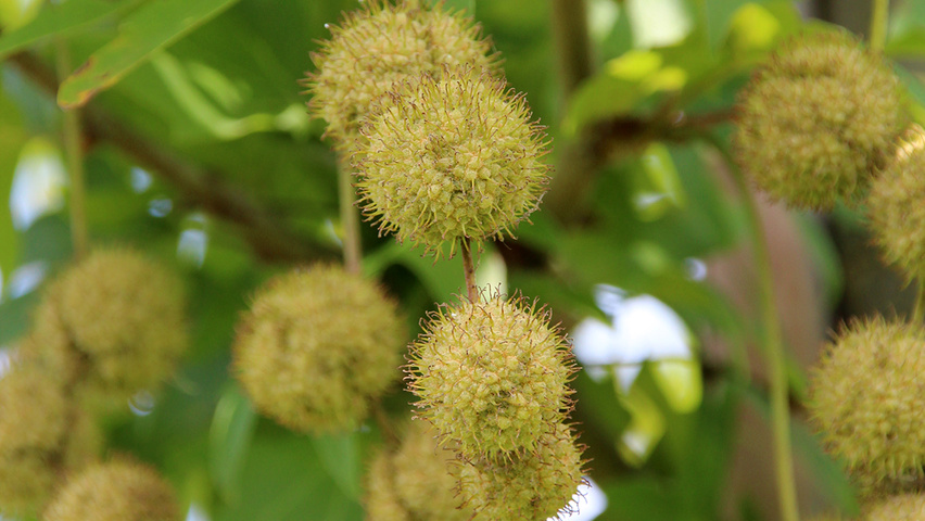 Platanus orientalis 'Minaret' owoce