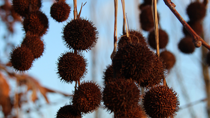 Platanus orientalis 'Minaret' owoce