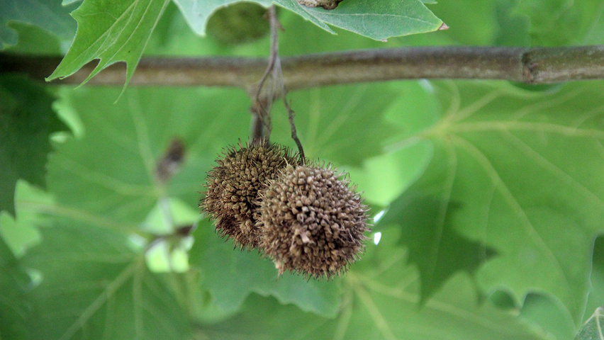Platanus orientalis 'Minaret' owoce