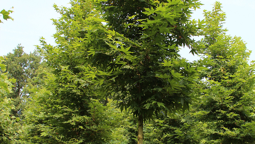 Platanus orientalis 'Minaret' pienne