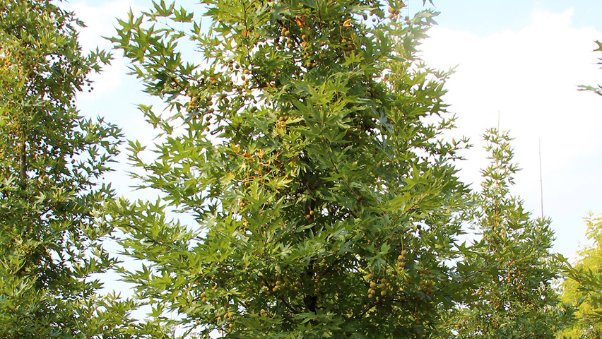 Platanus orientalis 'Minaret' pienne