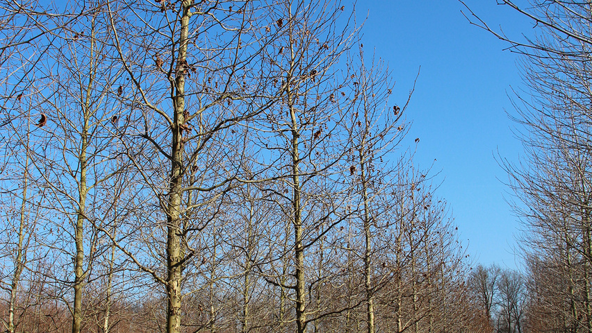 Platanus orientalis 'Minaret' pienne