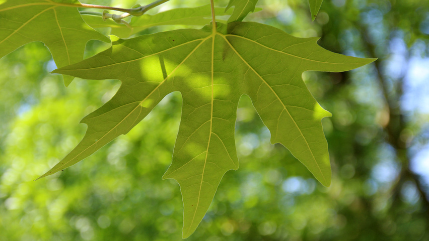 Platanus orientalis 'Minaret' liście