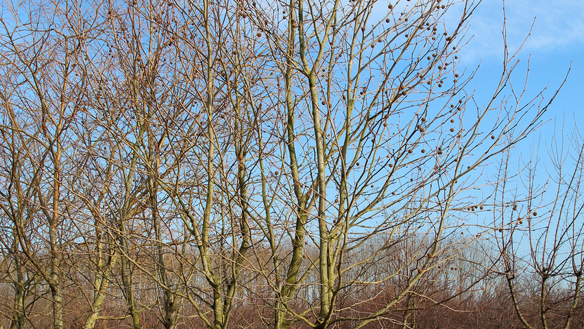 Platanus orientalis 'Minaret' wielopniowy