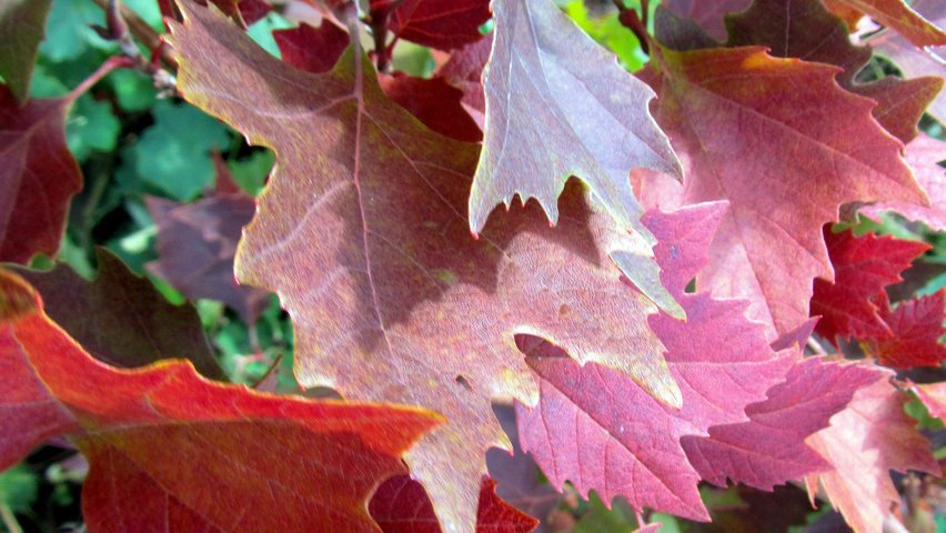 Platanus orientalis 'Mirkovec' autumn leaves
