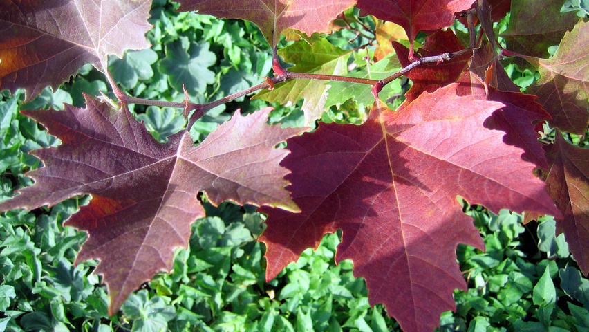 Platanus orientalis 'Mirkovec' autumn leaves