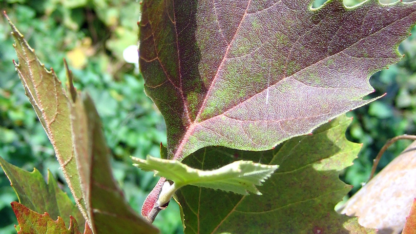 Platanus orientalis 'Mirkovec' leaves