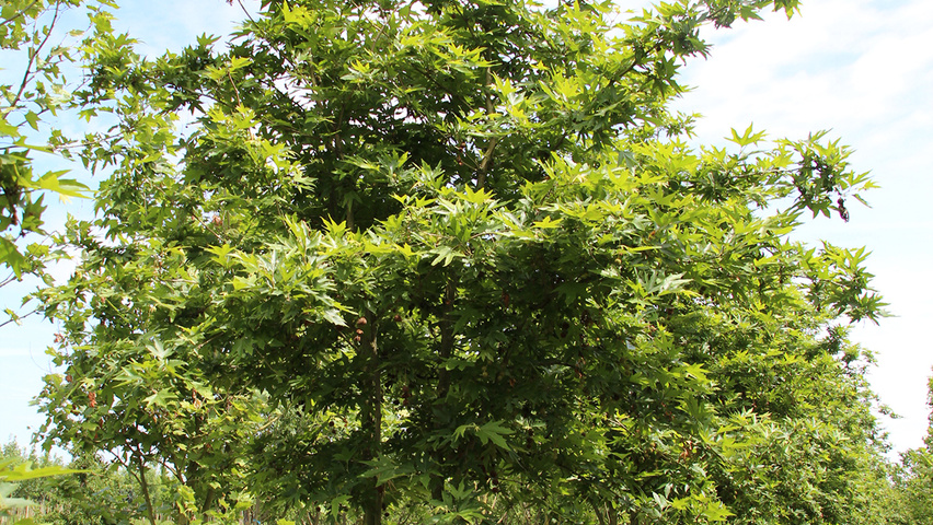 Platanus orientalis mehrstämmige