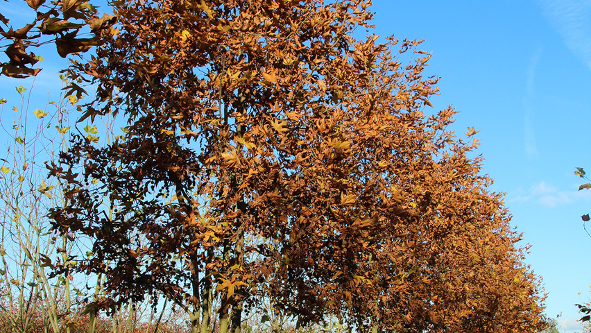 Platanus orientalis mehrstämmige
