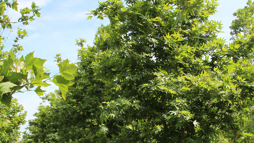 Platanus orientalis mehrstämmige