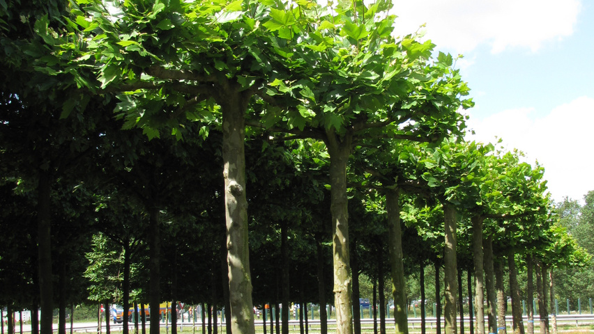 Platanus orientalis Dach