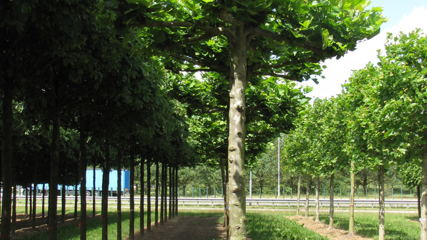 Platanus orientalis Dach
