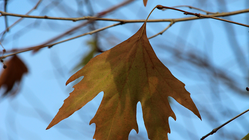 Platanus orientalis var. cuneata autumn leaves