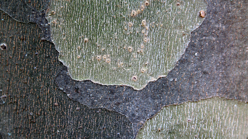 Platanus orientalis var. cuneata bark