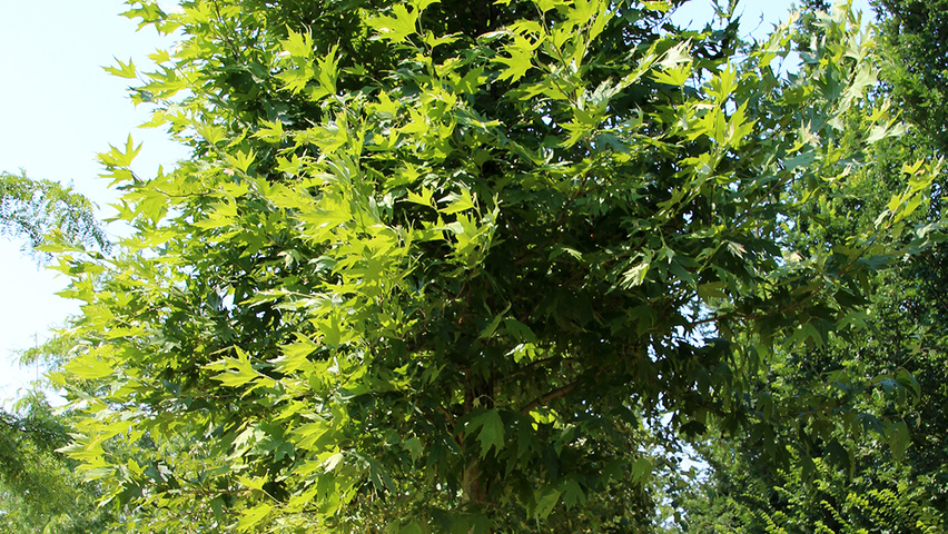 Platanus orientalis var. cuneata standard tree
