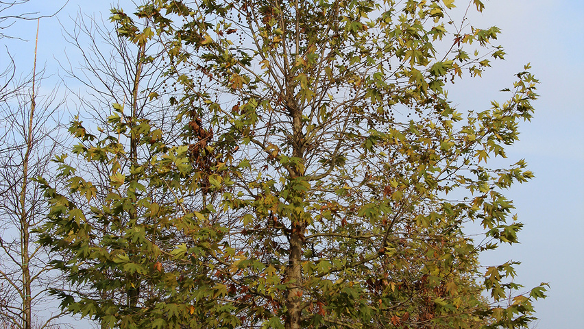 Platanus orientalis var. cuneata standard tree