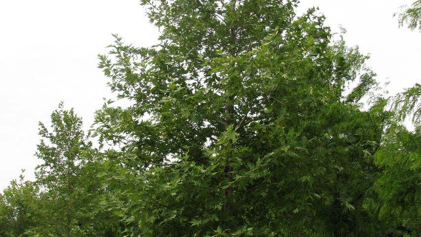 Platanus orientalis var. cuneata standard tree