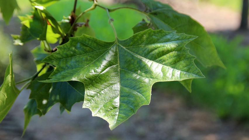 Platanus orientalis var. cuneata leaves